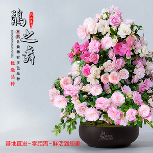 皋月杜鵑 饋贈之佳選，禮遇中的芬芳藝術(shù)