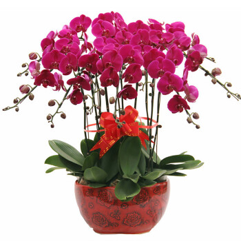 夢馨花卉蝴蝶蘭盆栽 年節(jié)雅禮，點(diǎn)綴生活的高雅藝術(shù)