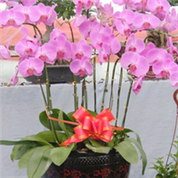 青州萬(wàn)佳花卉 禮贈(zèng)自然之美，花卉傳遞溫情